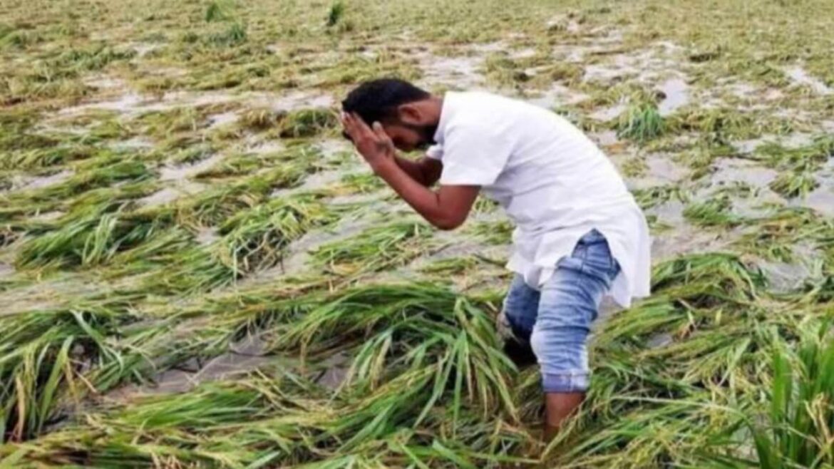 Krishi Samachar: जींद में भारी बारिश और ओलावृष्टि से फसलें चौपट, किसानों की बढ़ी मुश्किलें Krishi Samachar: जींद में भारी बारिश और ओलावृष्टि से फसलें चौपट, किसानों की बढ़ी मुश्किलें