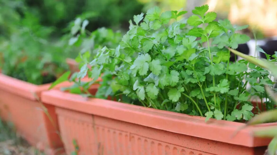 Coriander at Home: अब किचन गार्डन में उगाएं हरा धनिया, स्वाद और सेहत का रखें ध्यान! Coriander at Home: अब किचन गार्डन में उगाएं हरा धनिया, स्वाद और सेहत का रखें ध्यान!