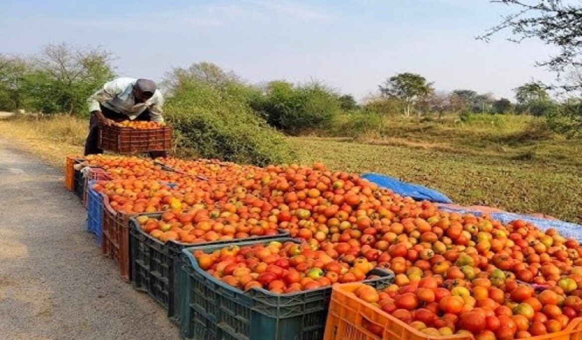 Tomato Price: टमाटर की कीमत ₹5 किलो, घाटे से परेशान किसान ने ट्रैक्टर से जोती फसल Tomato Price: टमाटर की कीमत ₹5 किलो, घाटे से परेशान किसान ने ट्रैक्टर से जोती फसल