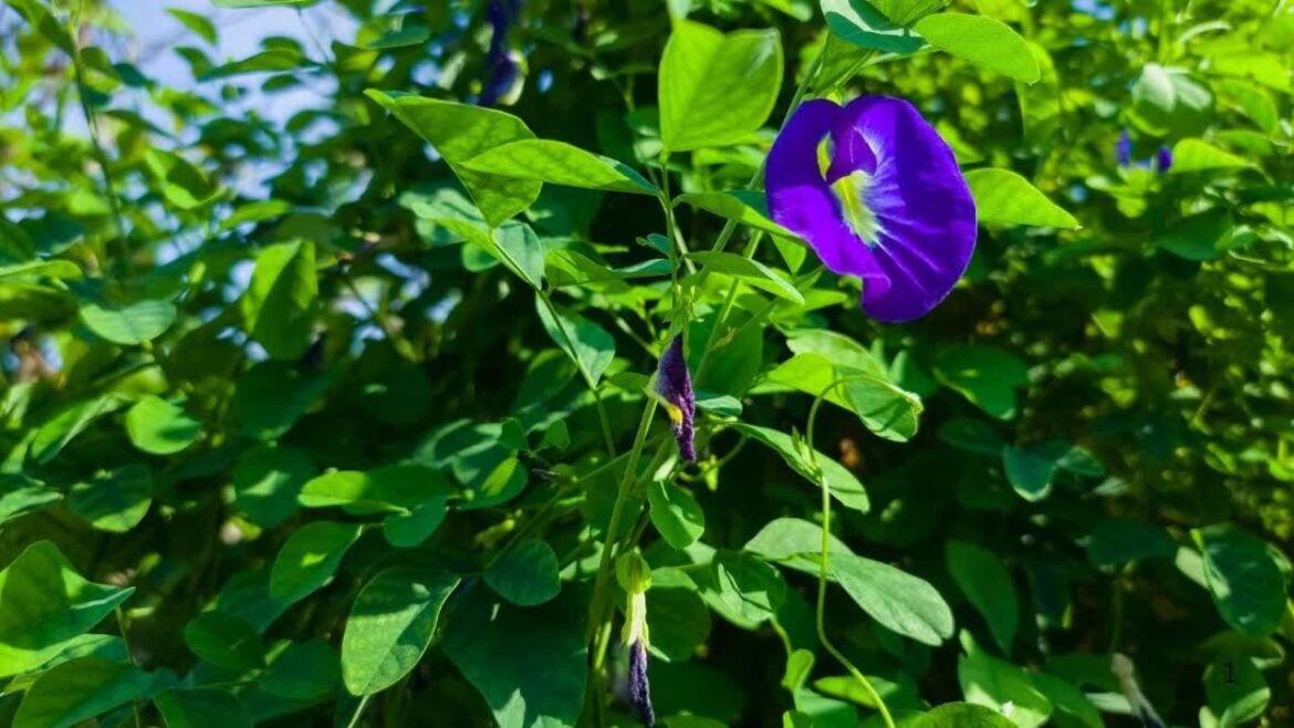 Blue Pea Flower: अपराजिता फूल के चमत्कारी फायदे, सेहत और सुंदरता दोनों के लिए फायदेमंद! Blue Pea Flower: अपराजिता फूल के चमत्कारी फायदे, सेहत और सुंदरता दोनों के लिए फायदेमंद!